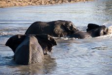 Afrikanischer Elefant (69 von 131).jpg